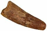 Fossil Spinosaurus Tooth - Feeding Worn Tip #355742-1